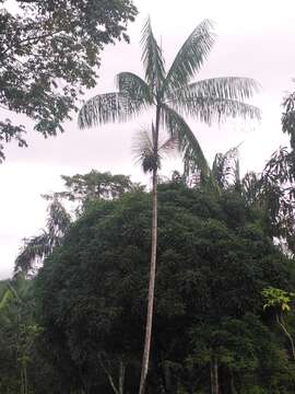 Image of Assai palm