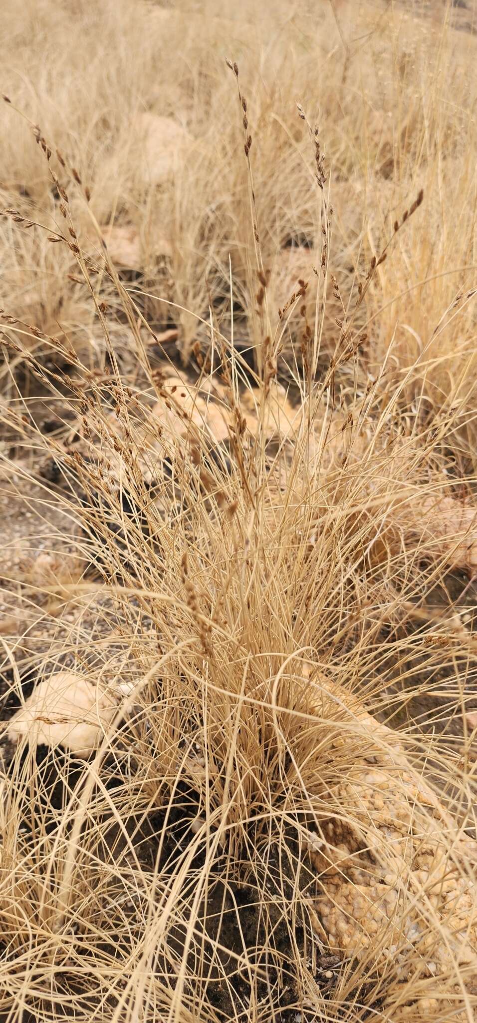 Image of Coleochloa