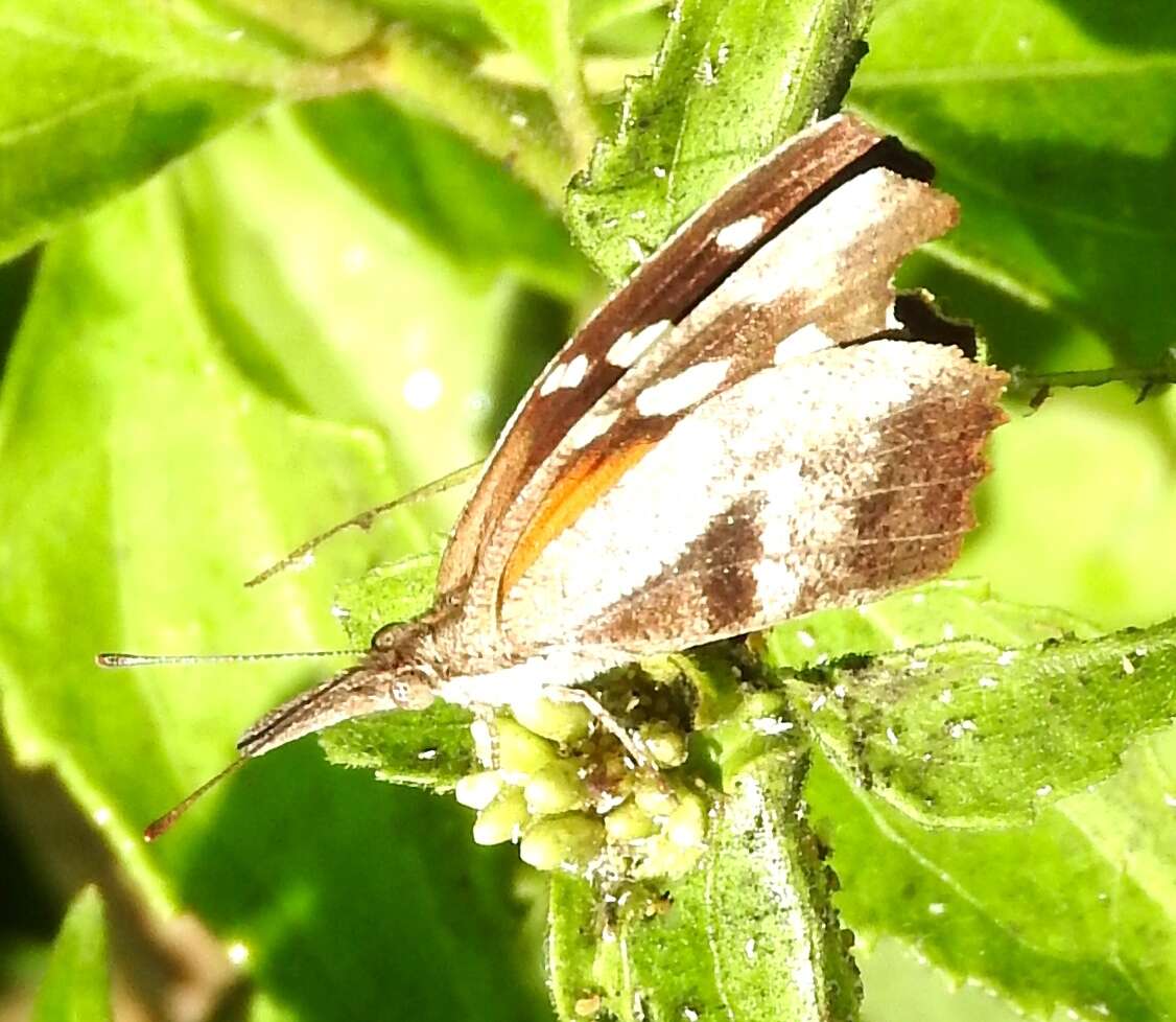 Image of Libytheana carinenta mexicana Michener 1943