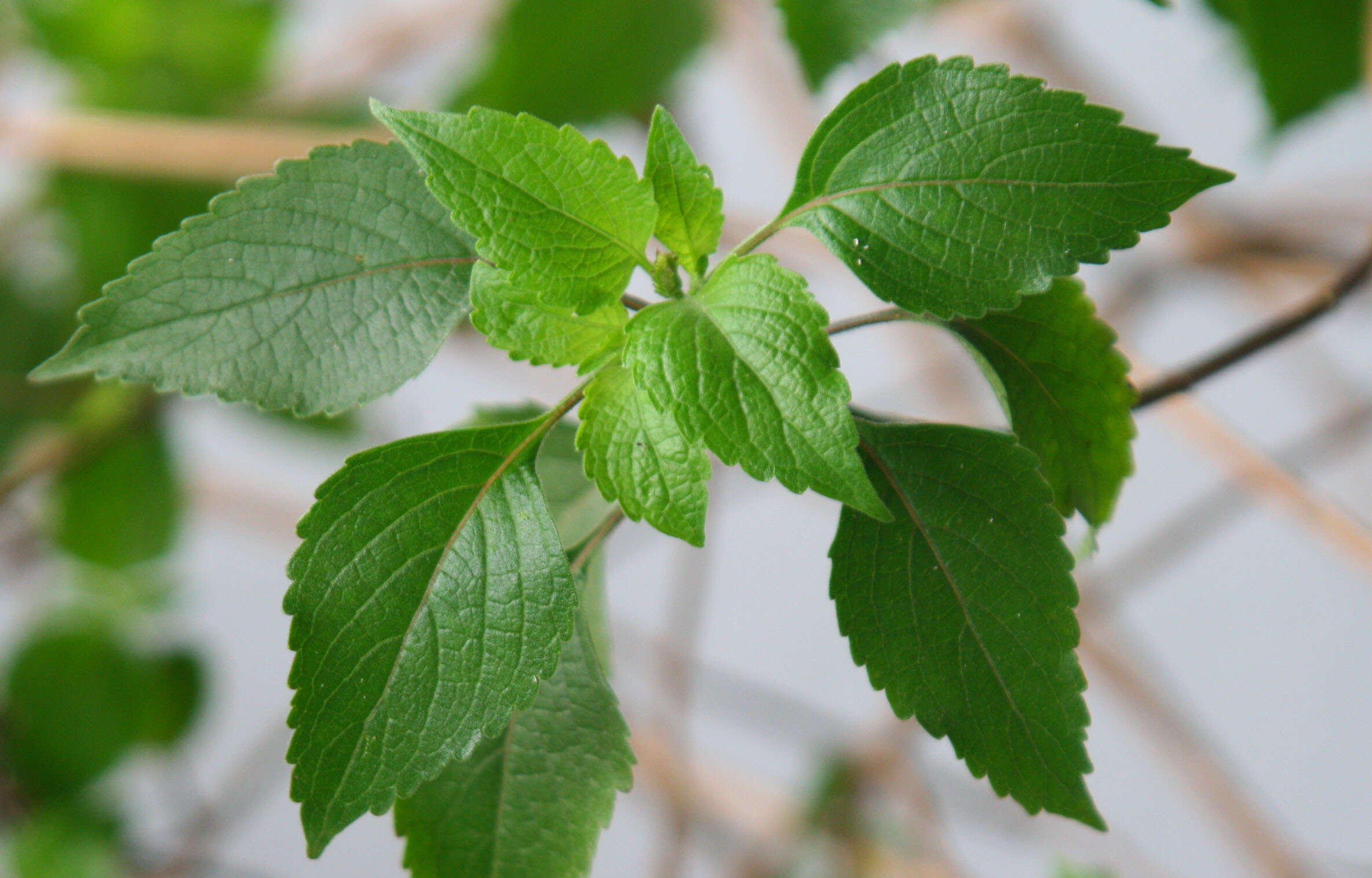 Image de Ocimum americanum L.