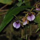 Imagem de Zygopetalum maxillare G. Lodd.