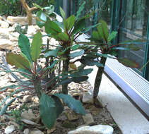 Euphorbia leuconeura Boiss. resmi