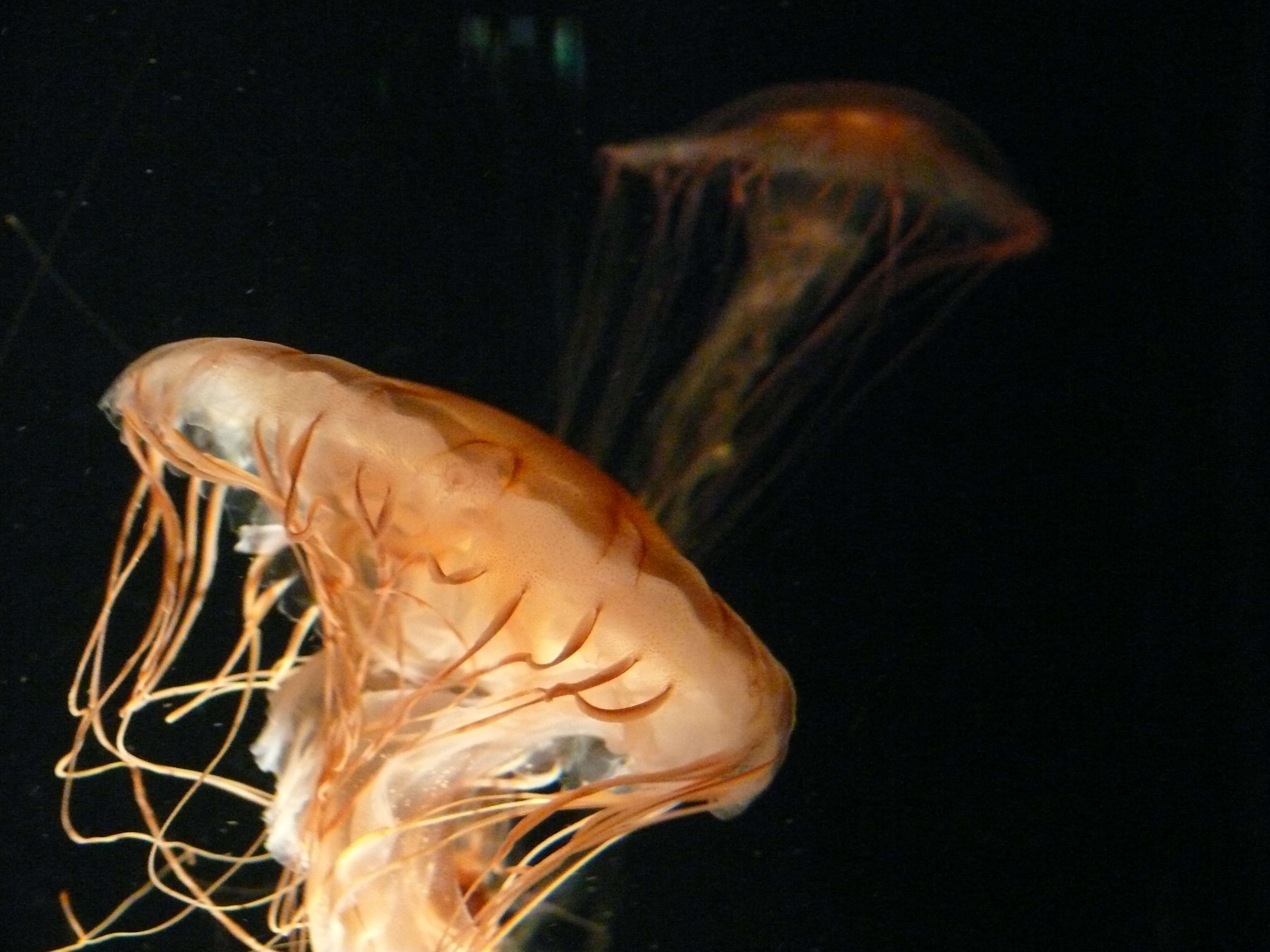 Image of Compass jellyfish