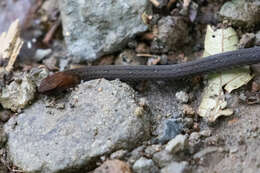 Image of Rustyhead Snake