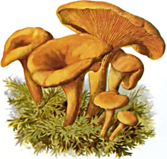 Imagem de Hygrophoropsis aurantiaca (Wulfen) Maire 1921