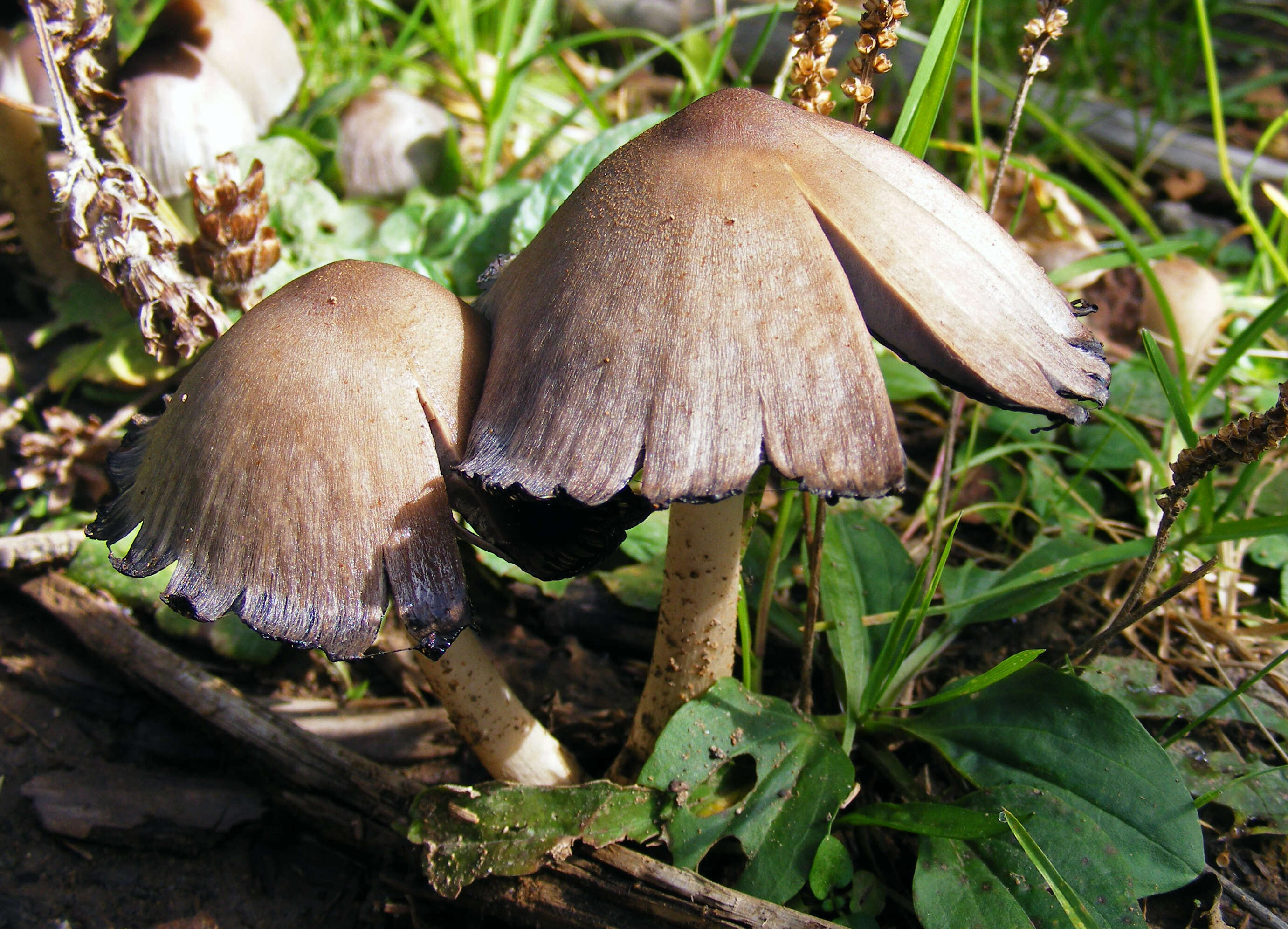 Coprinopsis atramentaria (Bull.) Redhead, Vilgalys & Moncalvo 2001 resmi