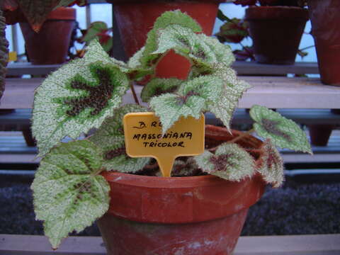 Image of Begonia masoniana Irmsch. ex Ziesenh.