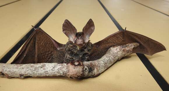 Image of Gould's Long-eared Bat