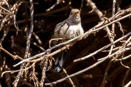 صورة Oreotrochilus leucopleurus Gould 1847