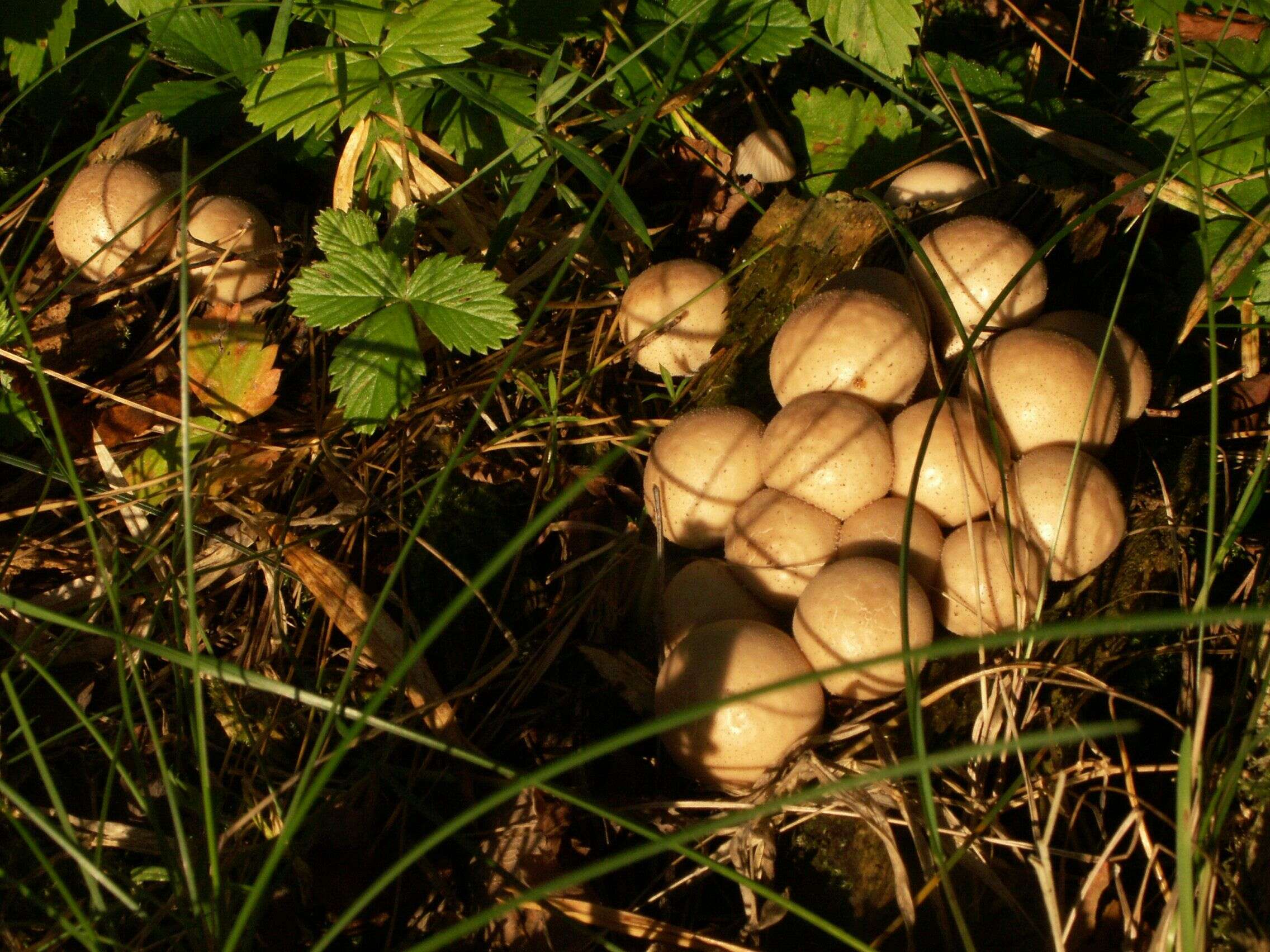 Image de Vesse de loup en poire