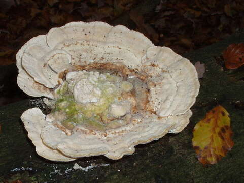 Image of Trametes gibbosa (Pers.) Fr. 1838