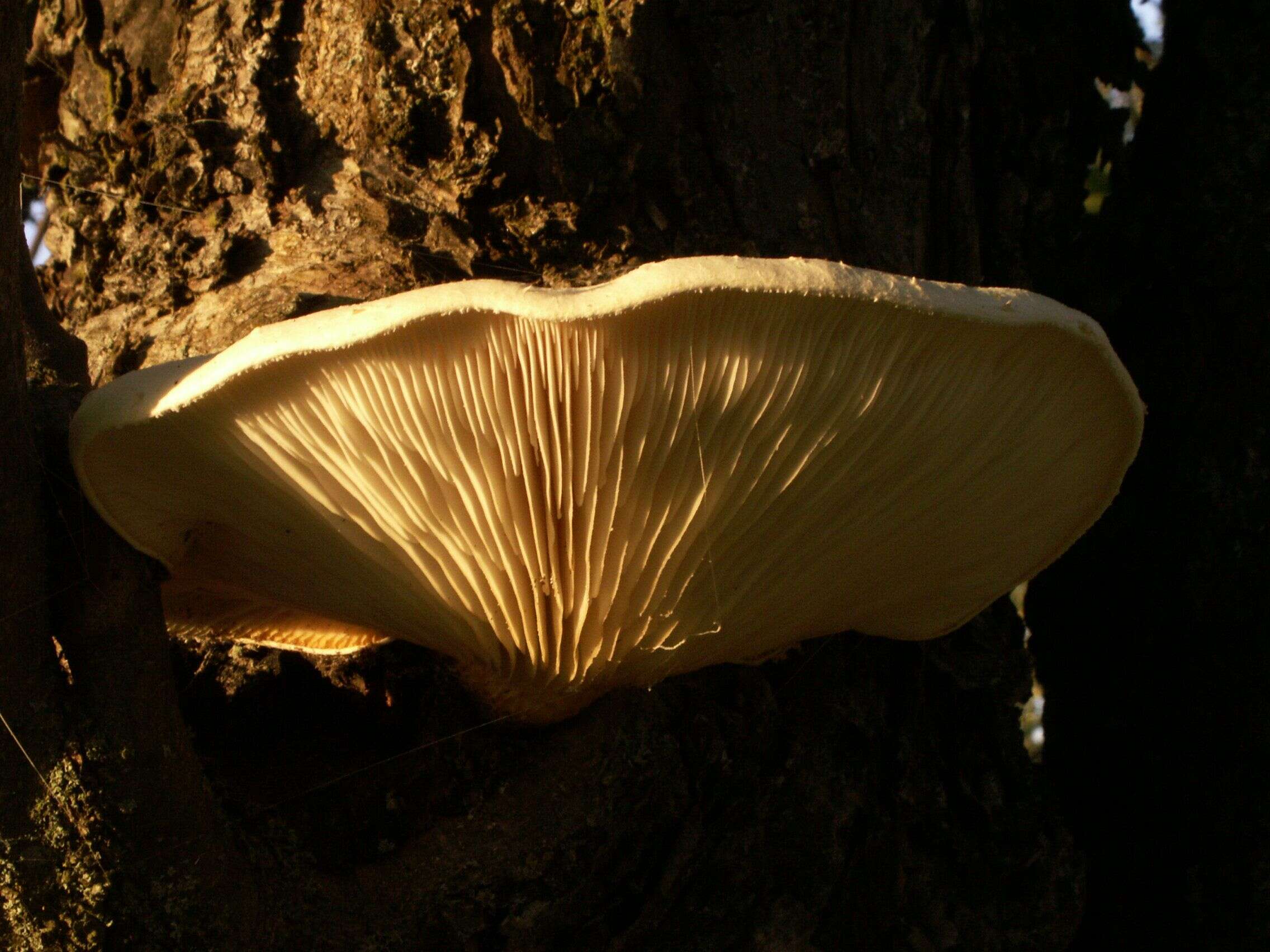 Image of Pleurotus dryinus (Pers.) P. Kumm. 1871