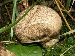 Imagem de Lycoperdon excipuliforme (Scop.) Pers. 1801