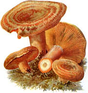 Image of Red Pine Mushroom