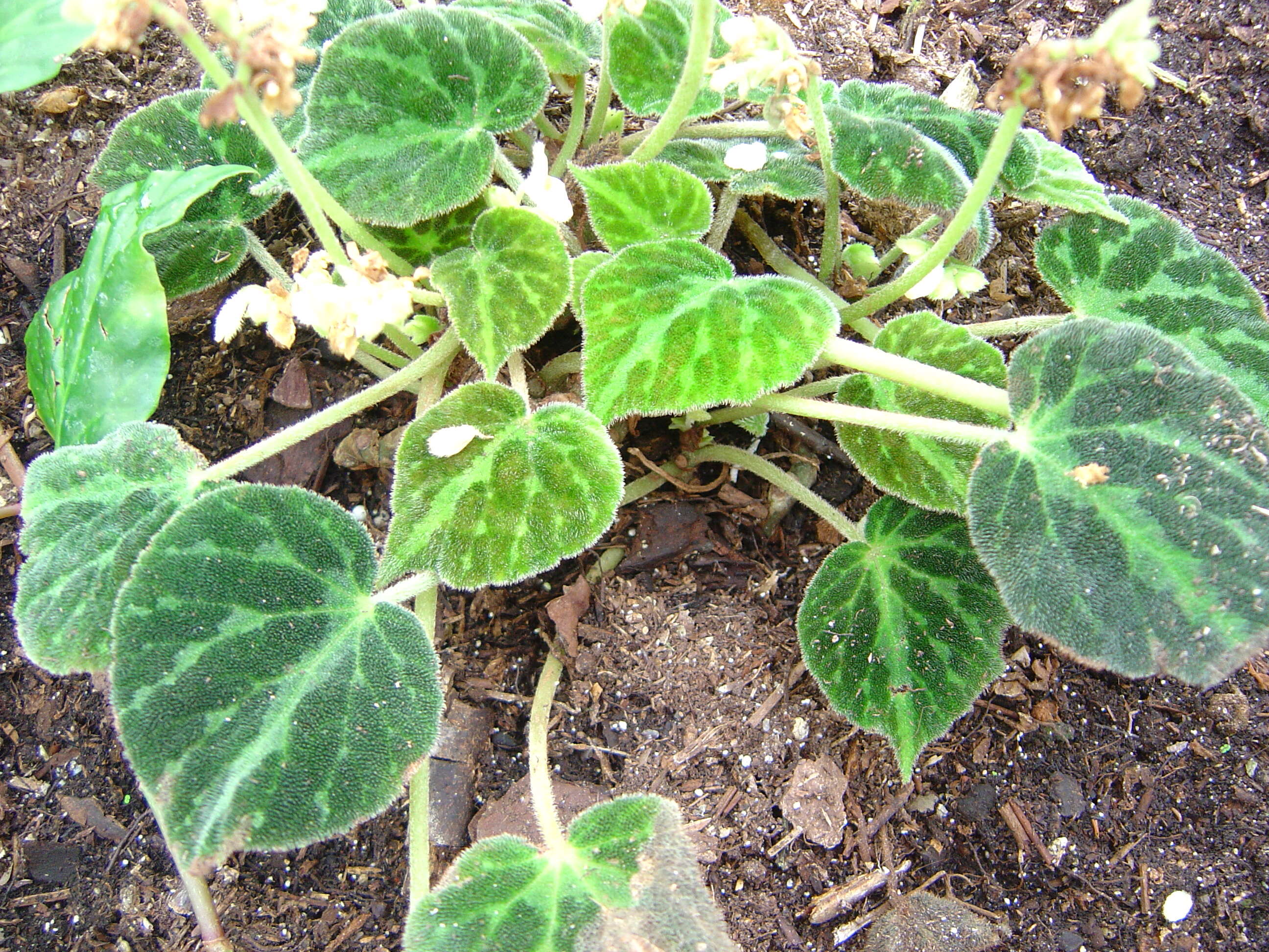 Image of Begonia imperialis Lem.