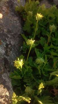 Image de Heuchera bracteata (Torr.) Ser.