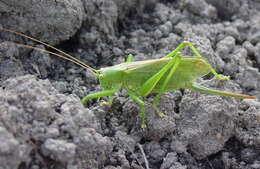 Image of upland green bush-cricket