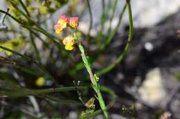 Image of Hermannia concinnifolia Verdoorn