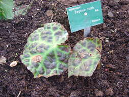 Слика од Begonia rajah Ridl.