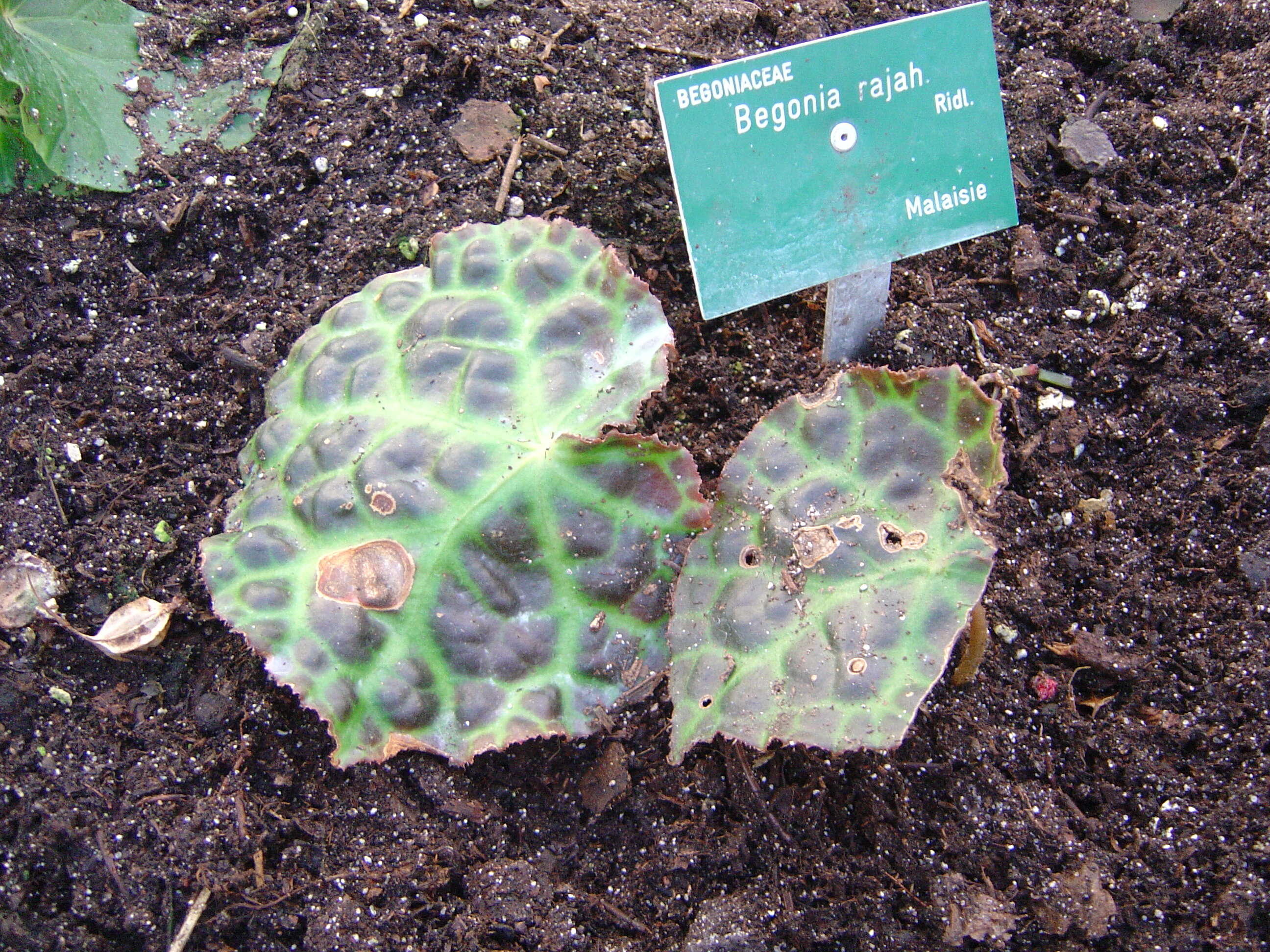 Image of Begonia rajah Ridl.