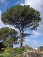 Plancia ëd Pinus pinea L.