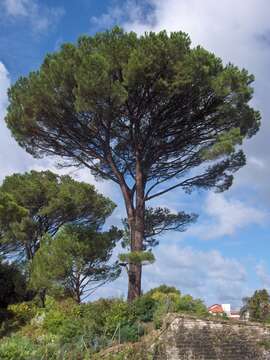 Plancia ëd Pinus pinea L.