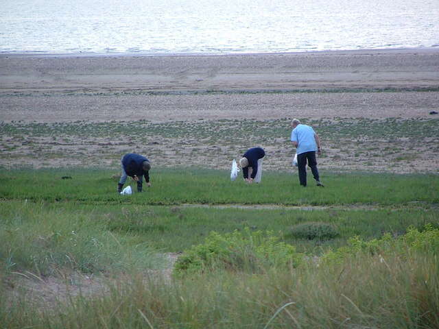 Image of glasswort