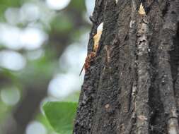 Image of <i>Vespa crabro flavofasciata</i>