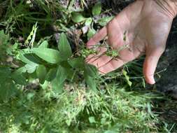 Image of perplexed ticktrefoil