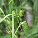 Image of Southern Long Sedge