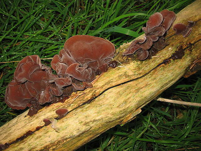 Image of ear fungus