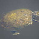 Image of Trachemys venusta uhrigi Mccord, Joseph-ouni, Hagen & Blanck 2010