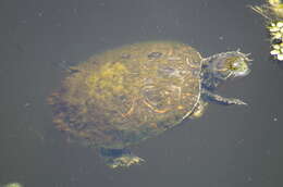 Image of Trachemys venusta uhrigi Mccord, Joseph-ouni, Hagen & Blanck 2010