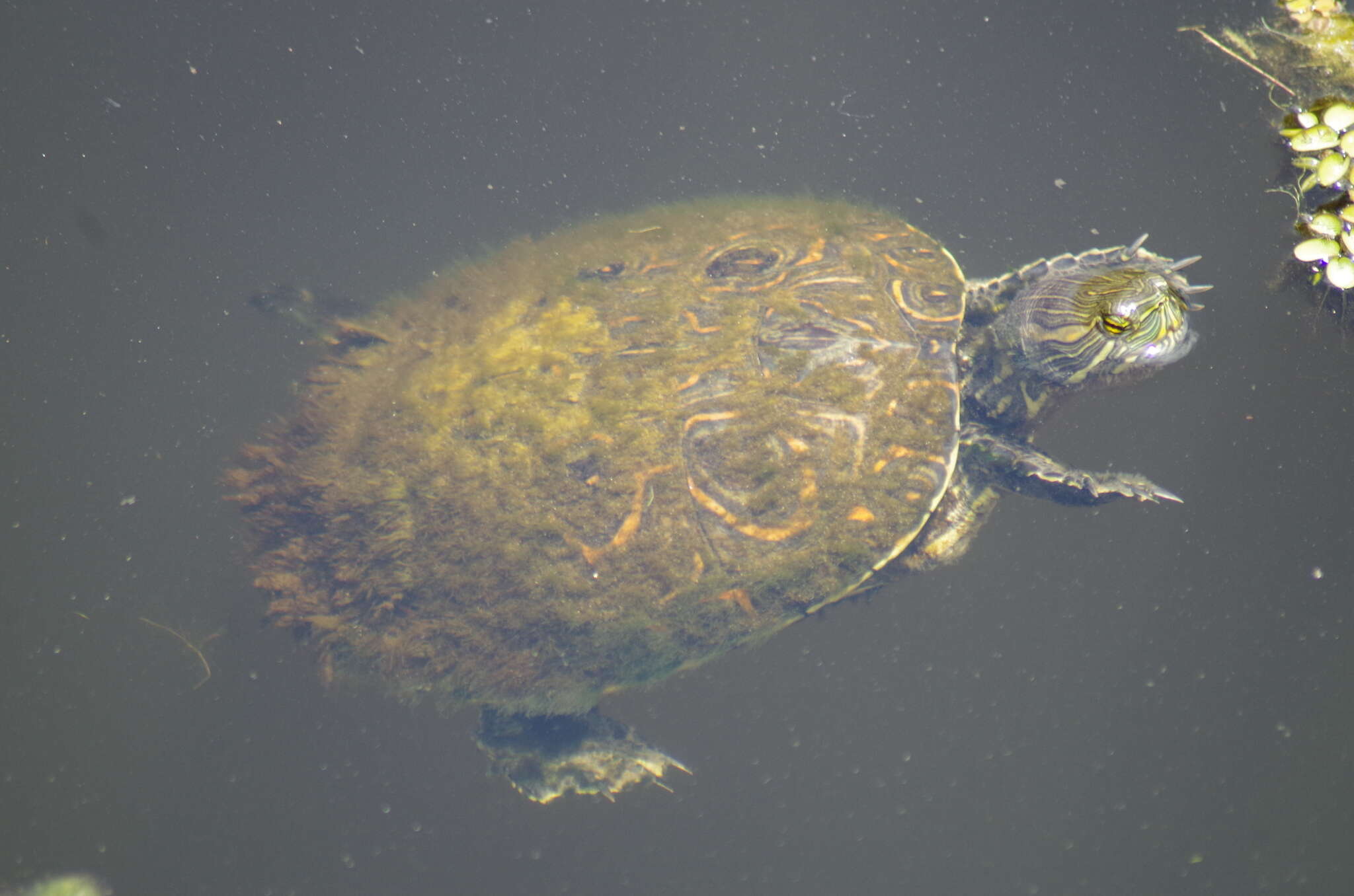 Sivun Trachemys venusta uhrigi Mccord, Joseph-ouni, Hagen & Blanck 2010 kuva