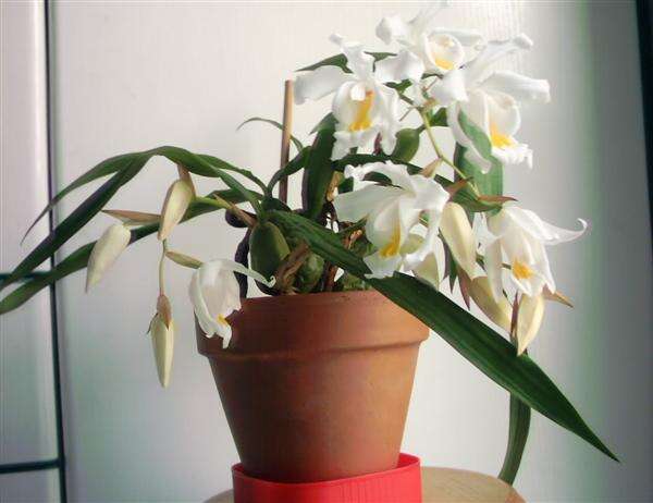 Image of Coelogyne cristata Lindl.