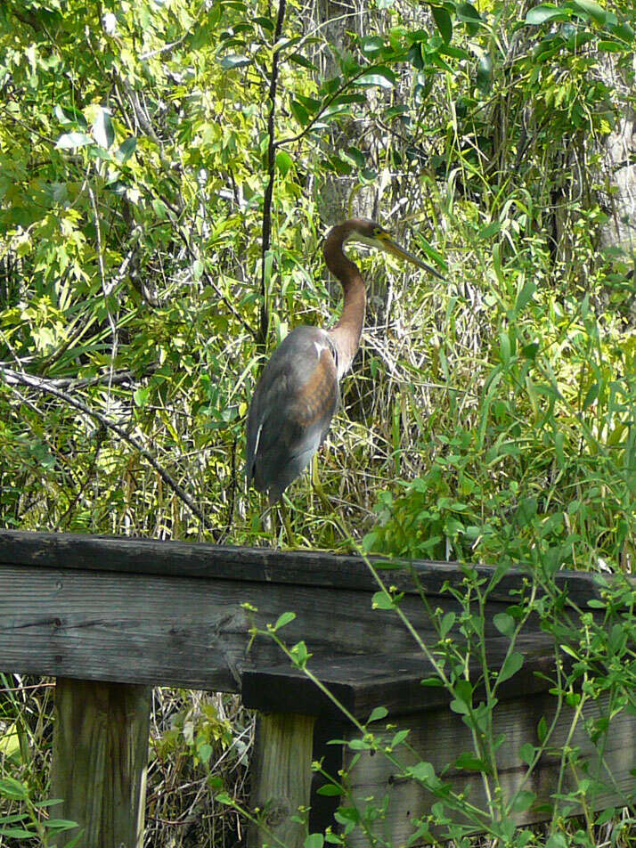 Image de Aigrette tricolore