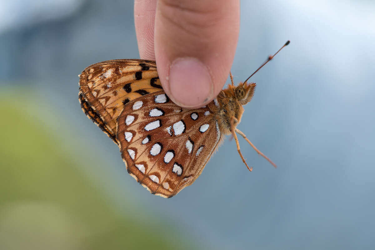 Image of Aphrodite Fritillary