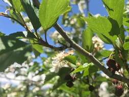 Image of Hawthorn mealybug