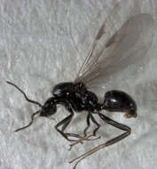 Imagem de Iridomyrmex suchieri