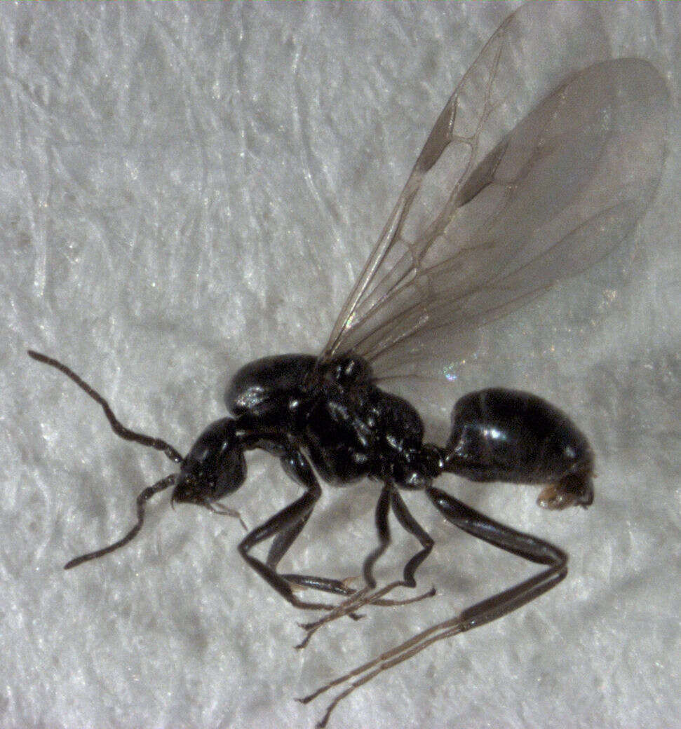 Image of Iridomyrmex suchieri