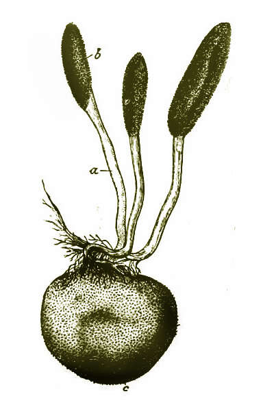 Image of Cordyceps