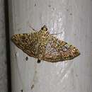 Glyphodes pulverulentalis Hampson 1896 resmi