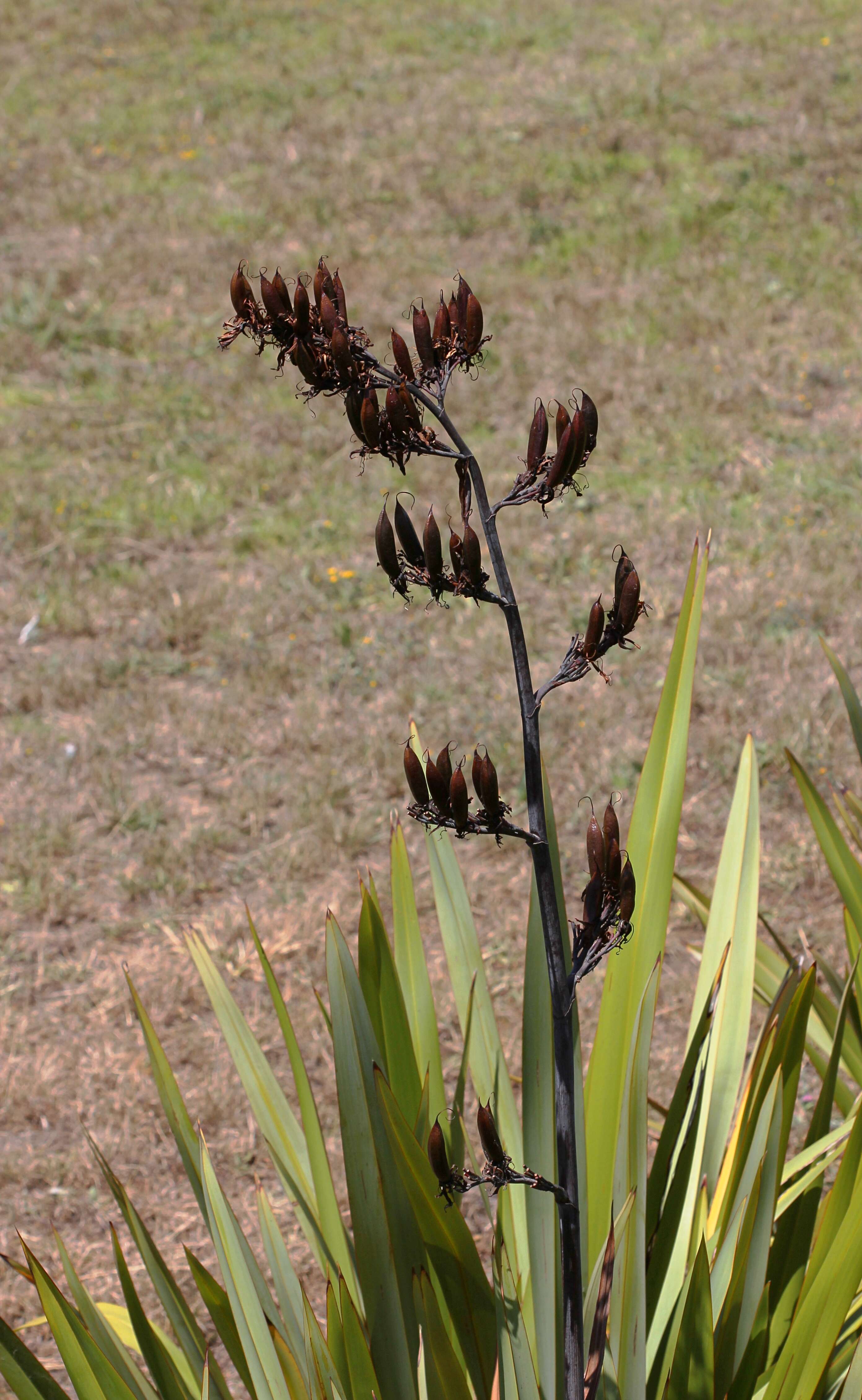 Image of New Zealand flax