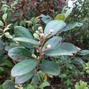 Image of Downy rose myrtle