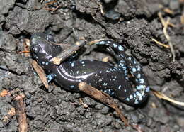 Image of Blue-spotted Salamander