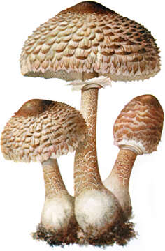 Image of Macrolepiota procera (Scop.) Singer 1948