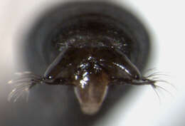 Image of Iridomyrmex suchieri