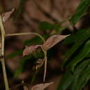 Image of Gongora bufonia Lindl.