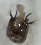 Image of Iridomyrmex suchieri