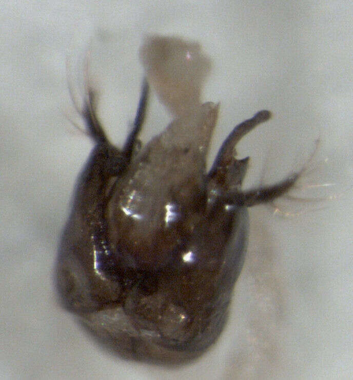 Image of Iridomyrmex suchieri